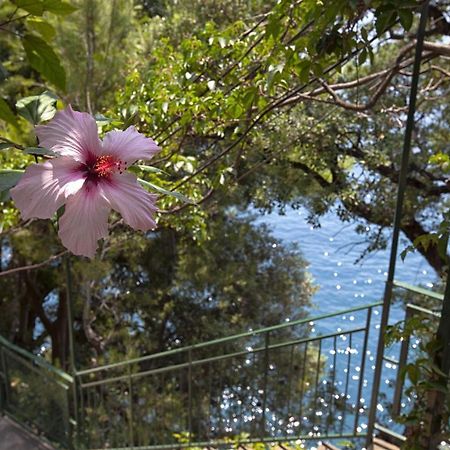Amore Rentals - Villa Lo Scoglio Positano Eksteriør billede